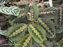 Maranta leuconeura